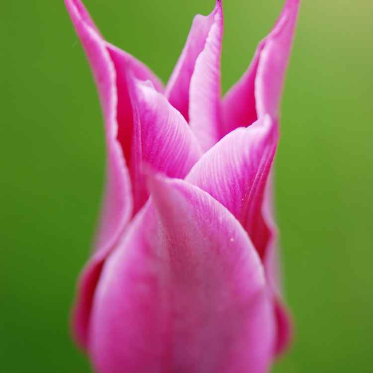 Pinke Tulpe