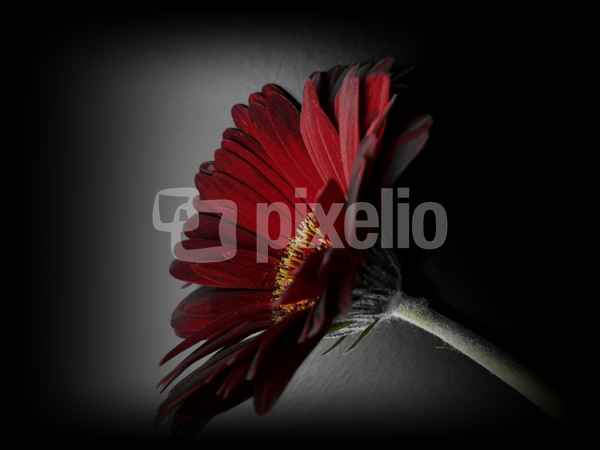 dunkle Gerbera 1