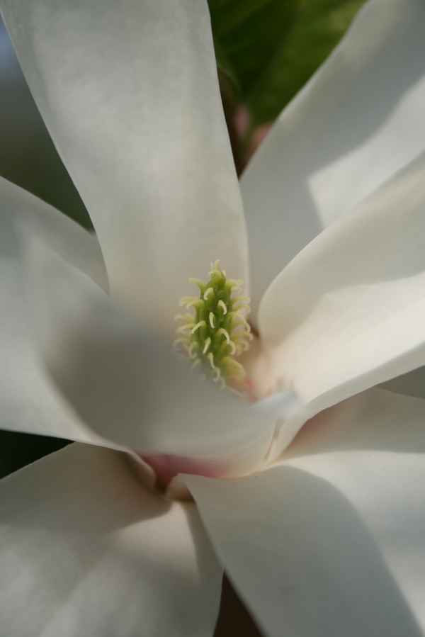 Magnolia