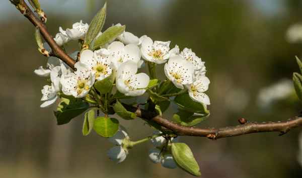 Obstblüte ...Birne...