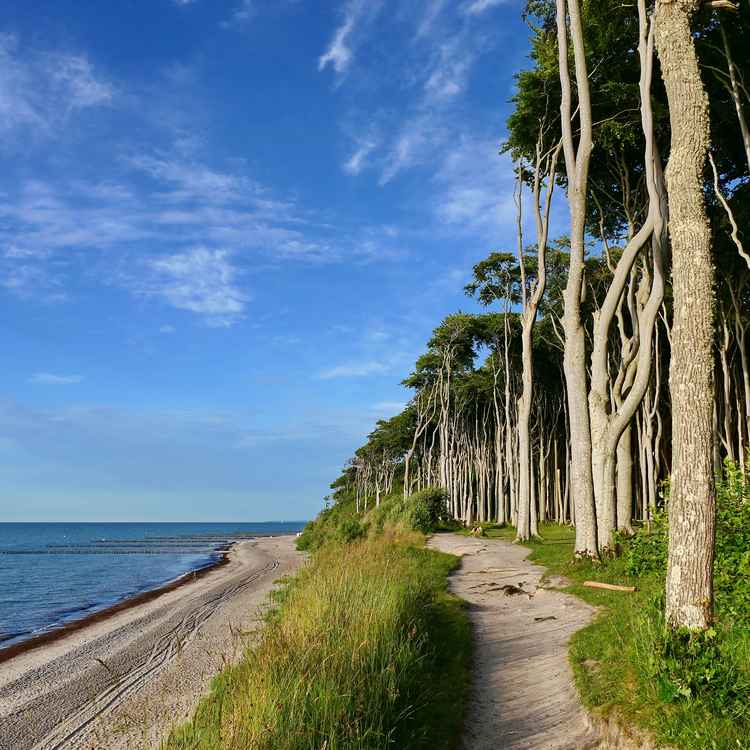 Gespensterwald bei Nienhagen