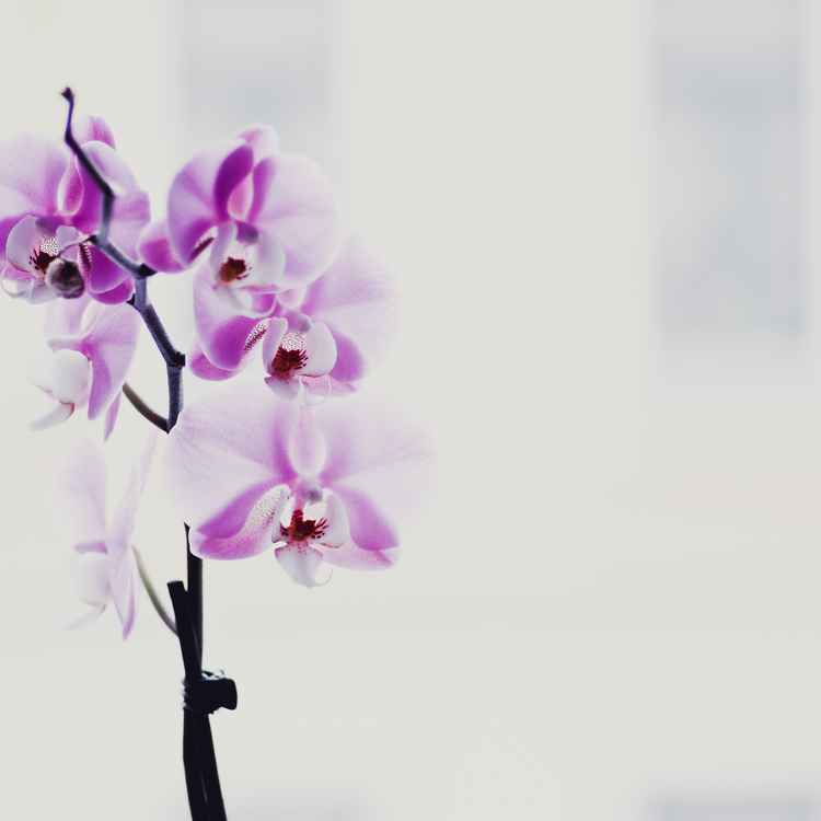 orchidee 3