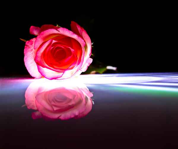 rote rose