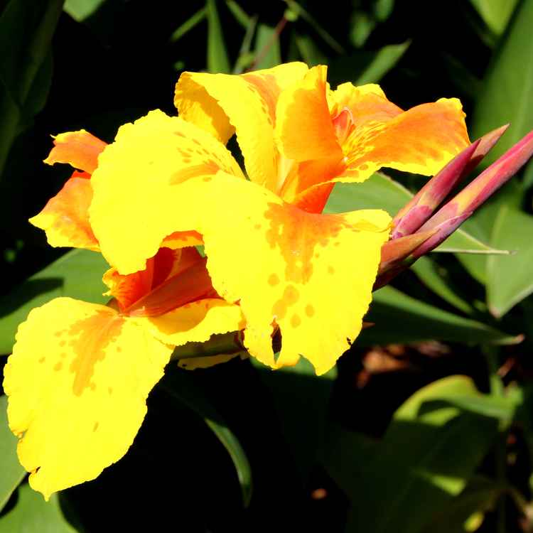 Gelbe Blume - Welche?