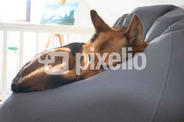 Hund schlafend im Sitzsack