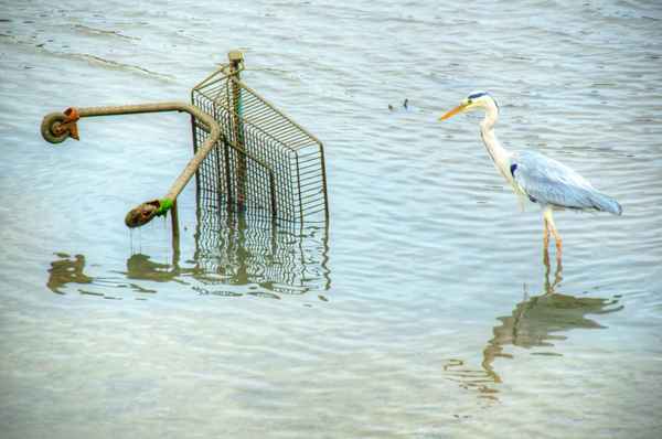Graureiher im Hafenschlick