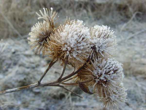 Winterklette I