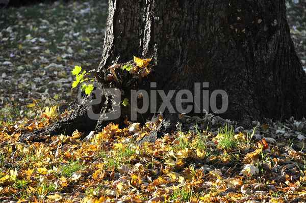 Herbst