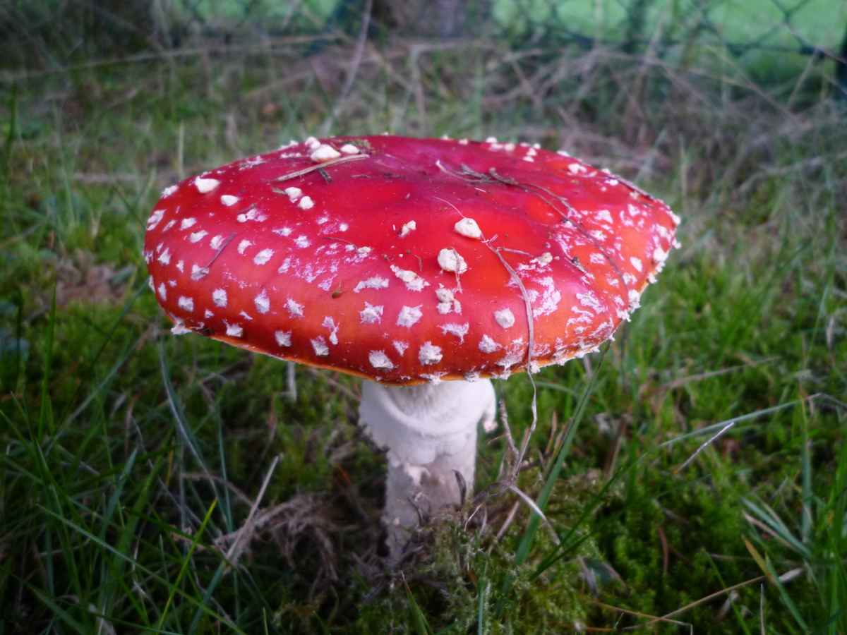 Fliegenpilz