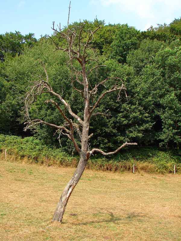 Verdursteter Birnbaum