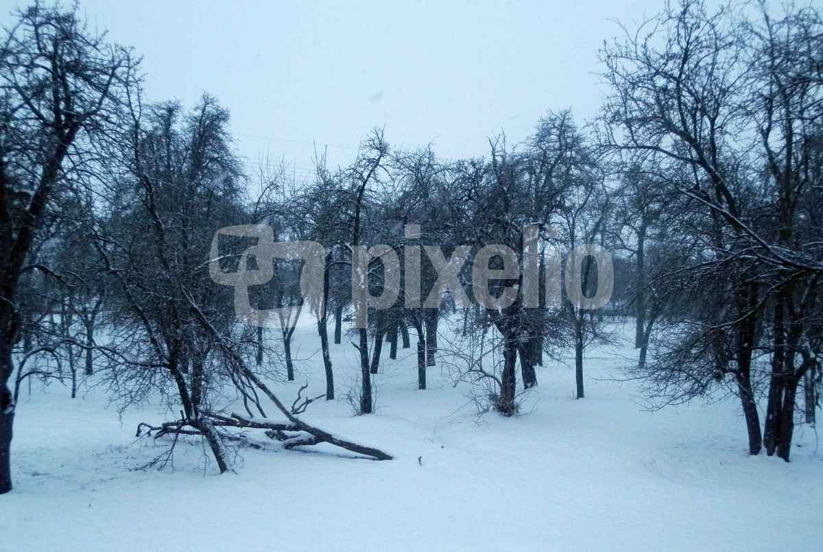 Streuobstwiese im Schneesturm