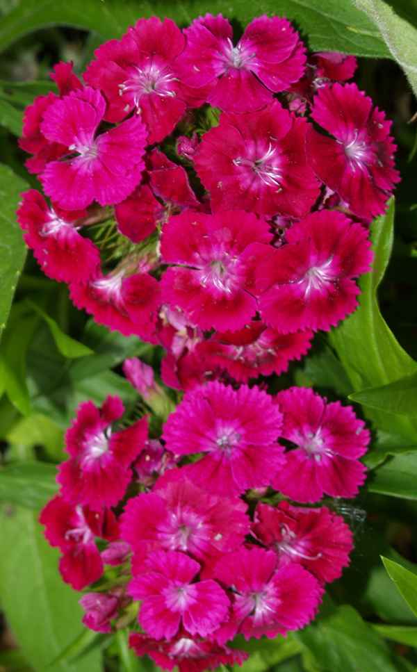 Der Bart der Nelke - Bartnelken?