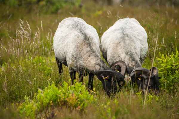 heidschnucken beim grasen