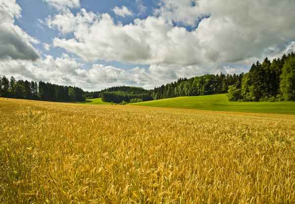 Friedliche Sommerlandschaft