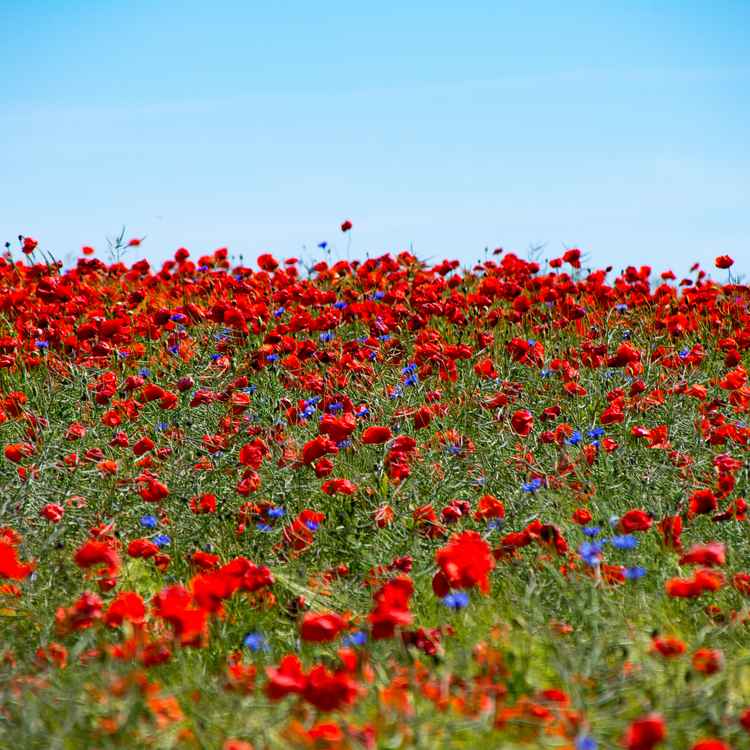 Klatschmohn Feld