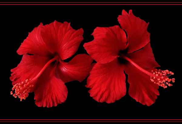 es müssen nicht immer rote Rosen sein...