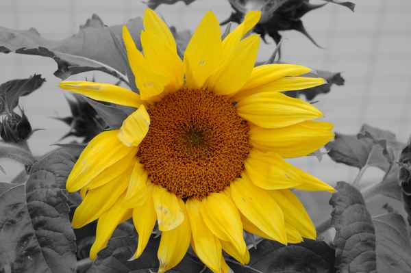 Sonnenblume