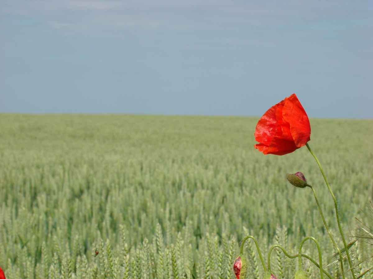 mohn am kornfeld