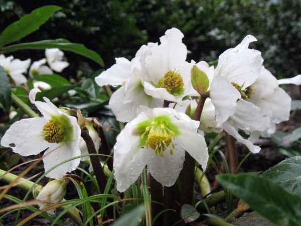 Christrose im Regen