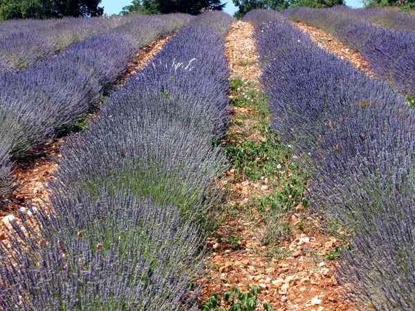 Lavendelfeld in der Provence