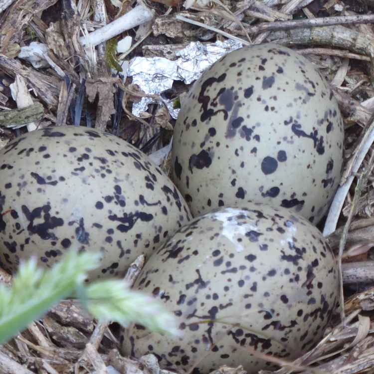 Nest vom Austernfischer