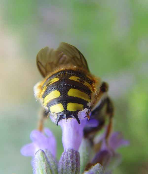 Große Wollbiene - Anthidium manicatum (Männchen)