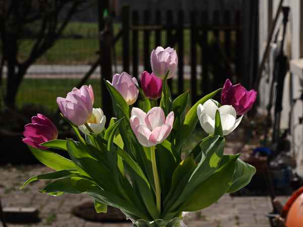 gruß an den frühling