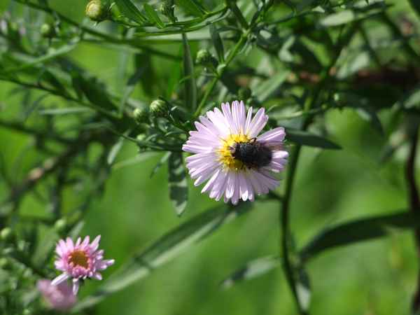 fliege auf blume