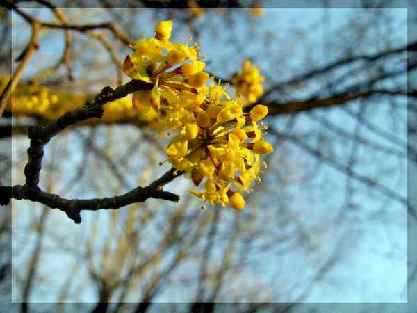 Frühling im Anmarsch . . .