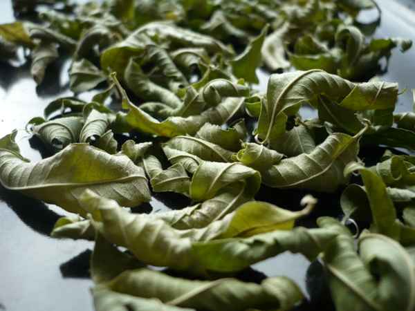 zitroneverbene getrocknet