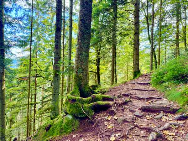 Wanderweg am Sankenbachwasserfall