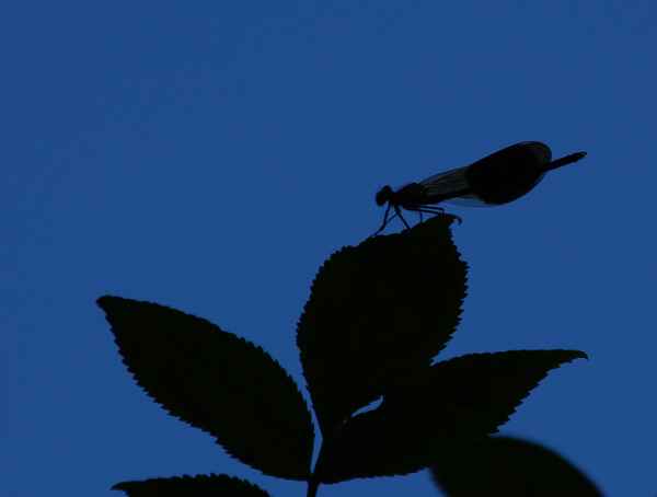 Zarte Silhouette