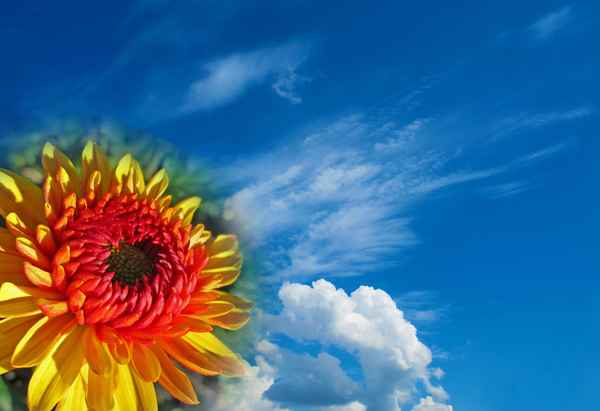 Flower-Power