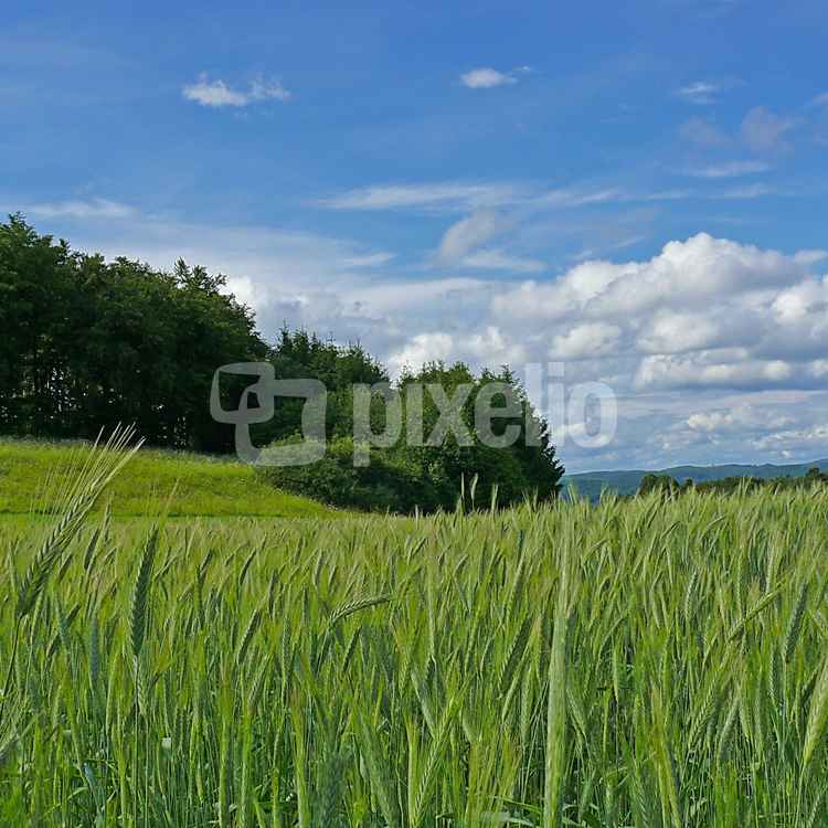 Frühsommer