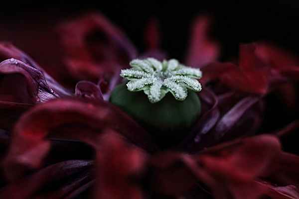 Knospe im Mittelpunkt