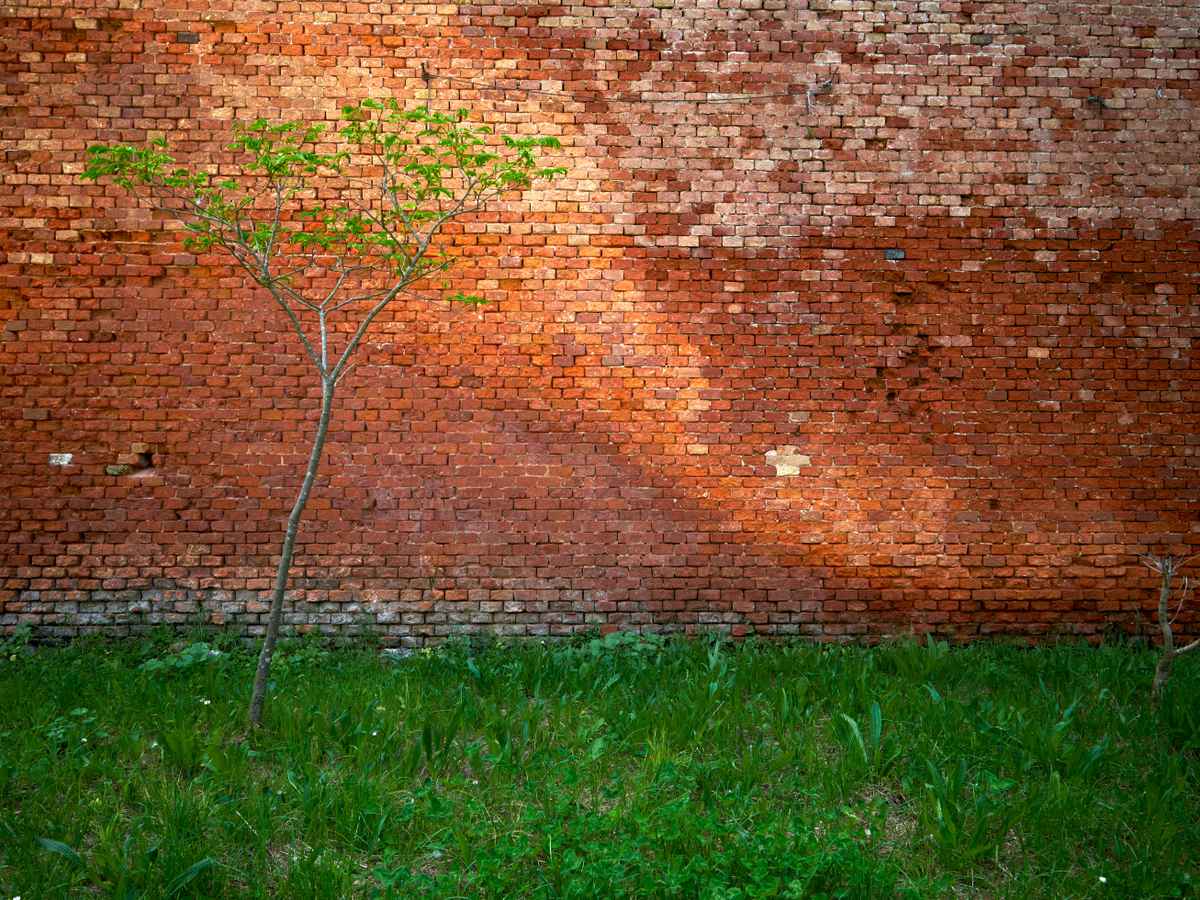 Früh streckt sich, was ein Baum werden will