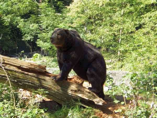 Europäischer Braunbär