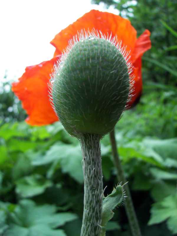 Mohn I