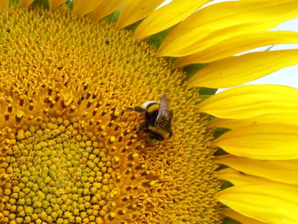 Sonnenblume mit Hummel