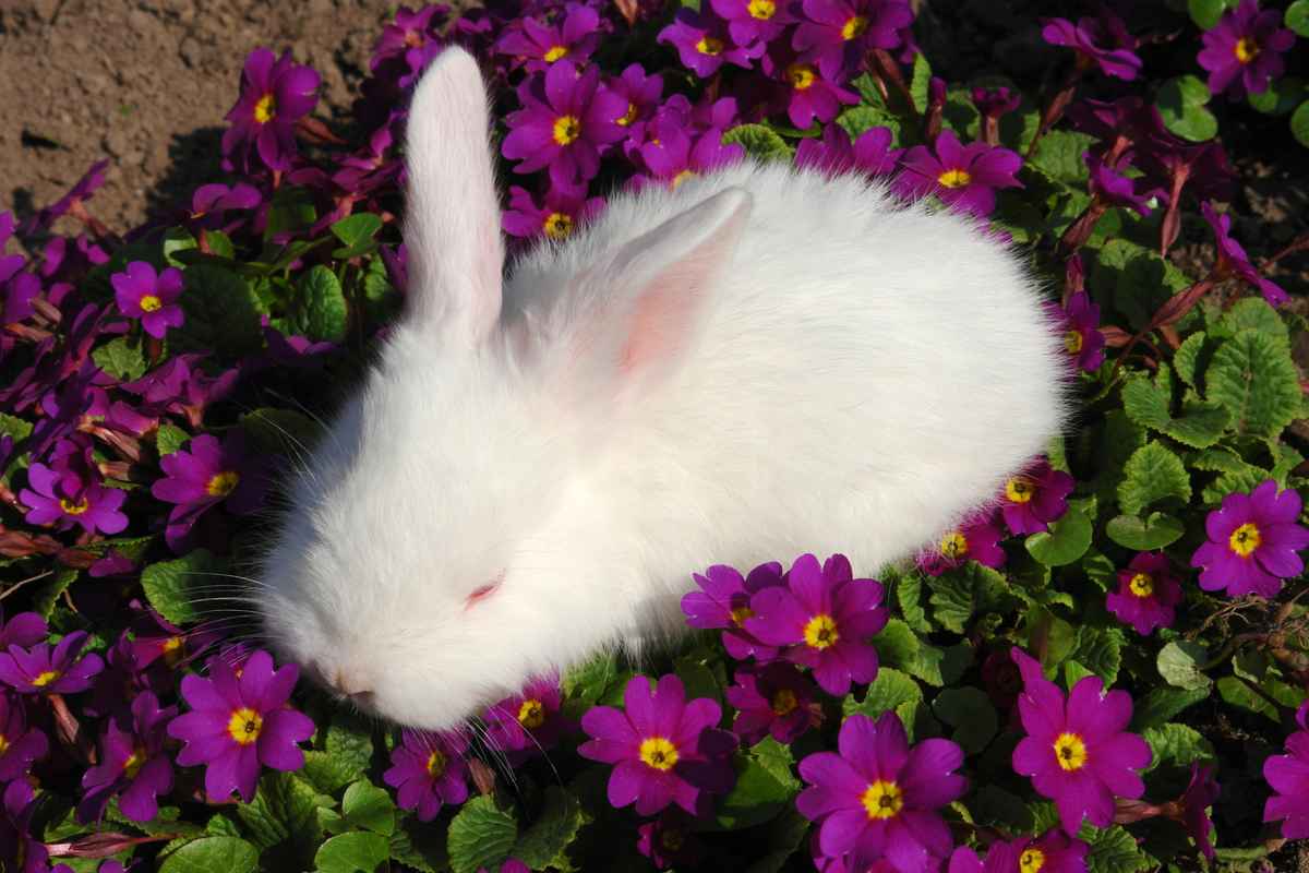 Ein Bett im Blumenbeet