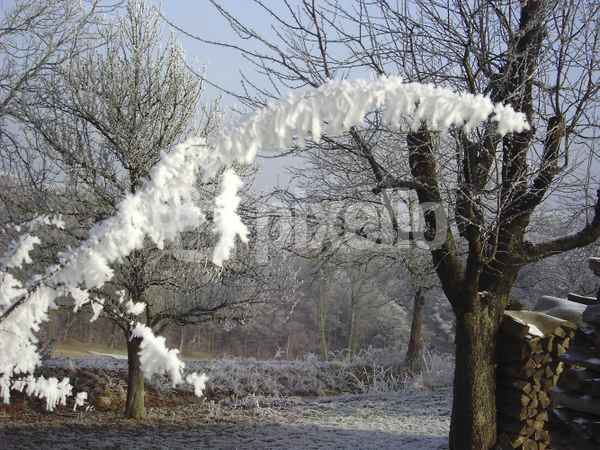 Winterzweig