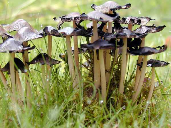 und mehr Pilze...