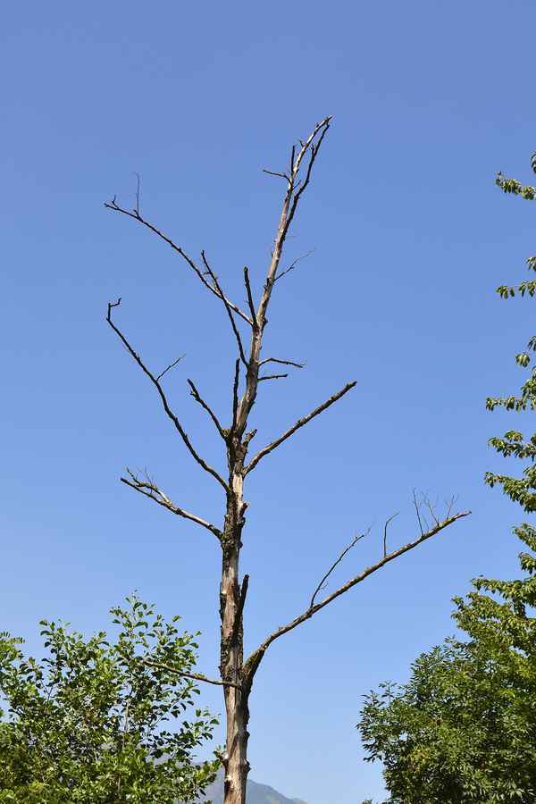 Abgestorbener Baum