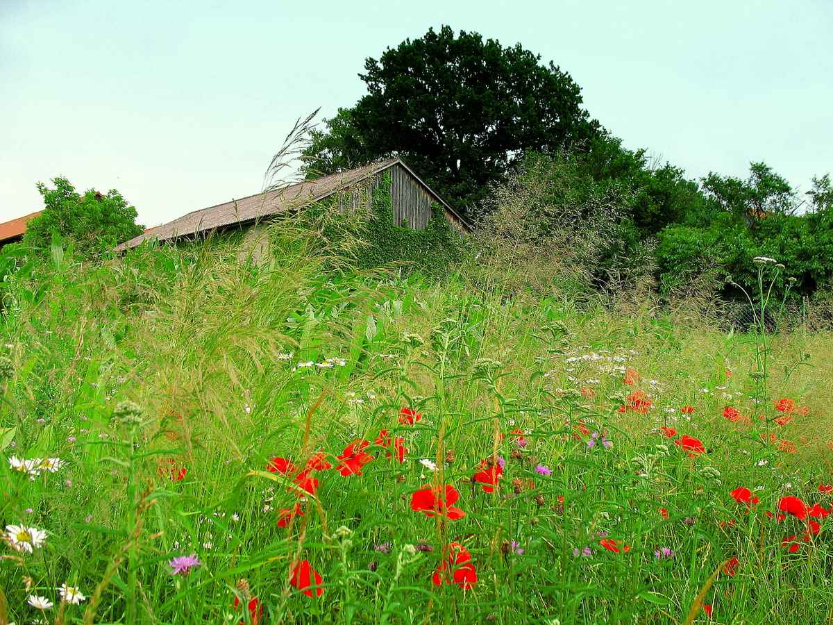 Hinter bunten Wiesen