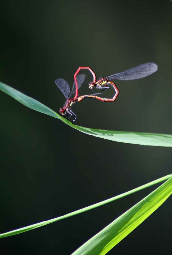 make love