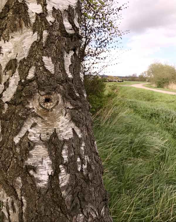Birke am Feldrand