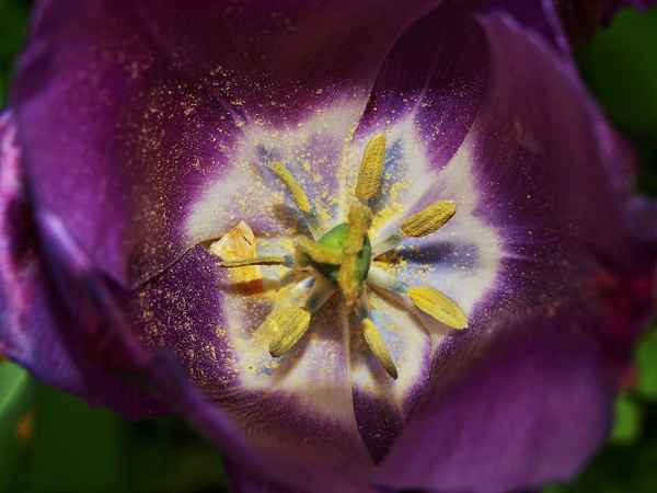 Lila Tulpenblüte von oben