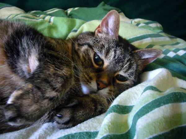 Schmusekatze - Ferris1