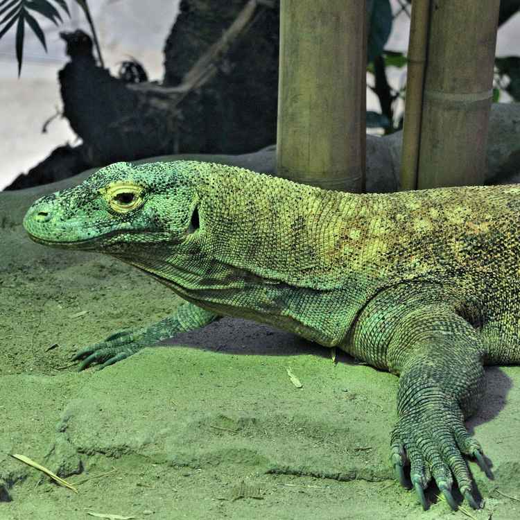 Komodowaran
