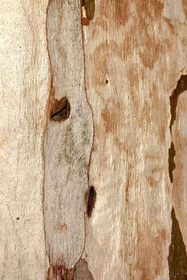 Silbrige, glatte Borke